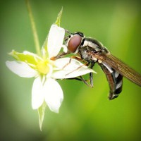 /album/iphonecase512/photolia-a02-jpg/